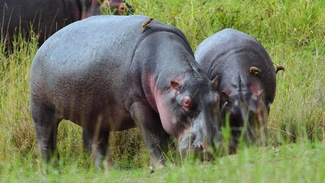 Hippos eating 01