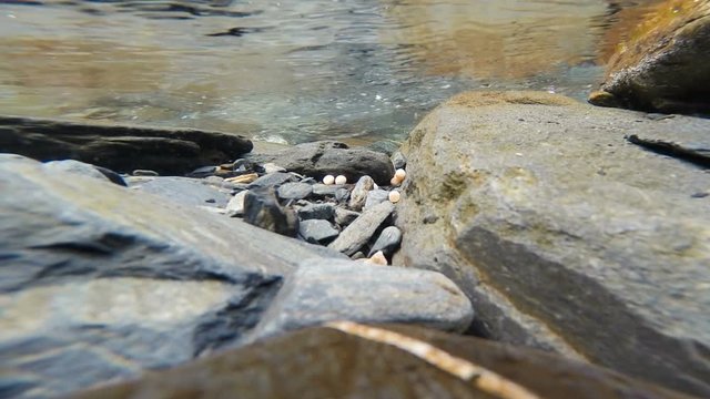 Wild Salmon Eggs Lowe River Valdez Alaska Fish Spawing
