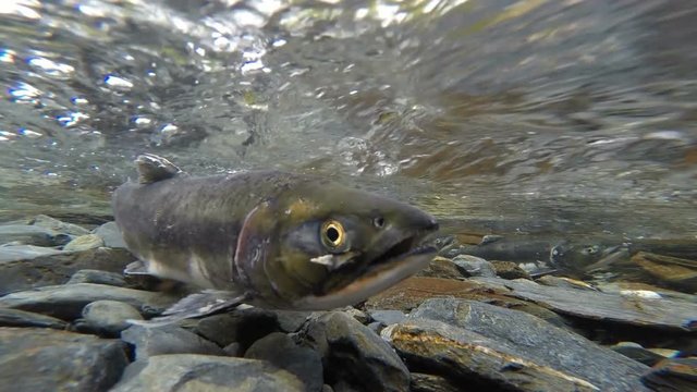 Salmon Pair Clear Stream Fish Spawning Mating Wildlife