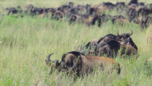 Herd of wildebeest 03