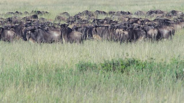 Herd of wildebeest 02