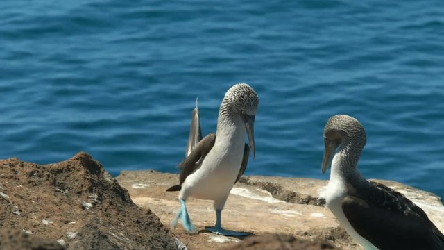 close up of a blue-footed booby dancing on isla nth seymour in the galalagos islands, ecuador