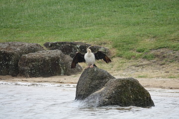 Australian Darter on Rainy on rock Lake