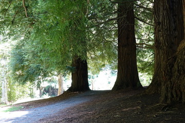 Path through Redwood Trees