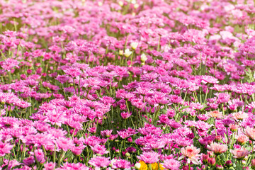 Beautiful of Chrysanthemums flowers outdoors,Daisies in the agriculture garden,Chrysanthemums in the Park