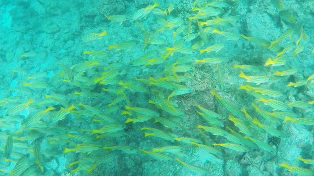school of blue-striped snapper at devil's crown near isla floreana in the galapagos islands, ecuador