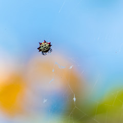 Jewel Spider