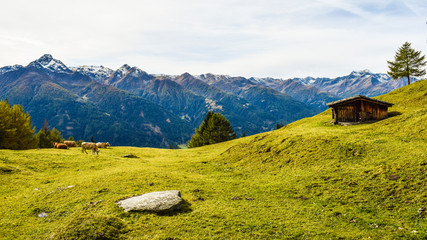 Fototapeta premium Almhütte und Kühe vor dem Lasörling im Herbst in Osttirol, Österreich