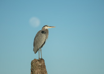 Great blue heron perched high at sunset beneath a full moon