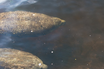 Manatees 