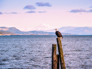 Bald Eagle on piles at the shore. Sidney, BC, Vancouver Island, Canada
