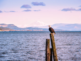 Naklejka premium Bald Eagle on piles at the shore. Sidney, BC, Vancouver Island, Canada