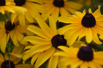 Black-eyed Susan