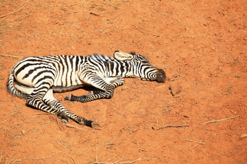 Fototapeta na wymiar Sick Zebra is lying on the ground