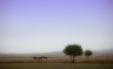 Obraz premium landscape of the Bashang grassland in Hebei, China