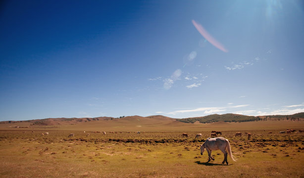 landscape of the Bashang grassland in Hebei, China