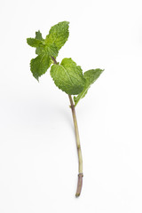 Fresh mint leaf