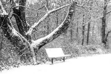 Black and white winter scenery with a bench covered in snow under the tree