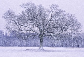 Fototapeta na wymiar Beautiful tree winter scenery with the falling snow. Gladstone, NJ