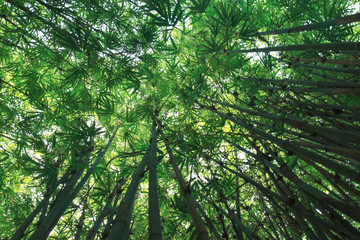 bamboo forest background with sunlight flare