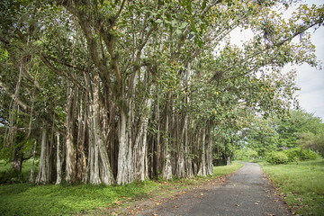 Banyon Trees in Cuba