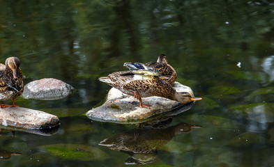 A brown duck preening on a rock in a pond reflected in the water with another duck in the background