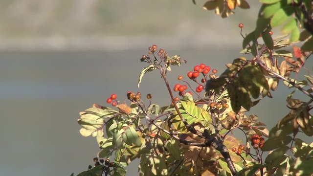 Beere, Beeren, rot, Strauch, Busch, giftig, ungiftig, Natur, Umwelt, Sommer, Bl&uuml;te, Ernte, Nahrung, Tiernahrung, Vogel, V&ouml;gel, Norwegen, Nordnorwegen