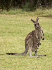 Naklejka na ściany i meble Australian native Kangaroo mother with baby joey in pouch standing in field