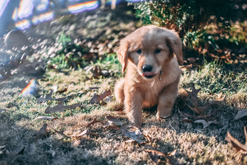 Cute Golden Retriever Puppy Playing Outside in the Leaves