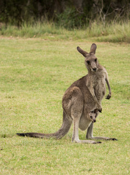 Australian native Kangaroo mother with baby joey in pouch standing in field