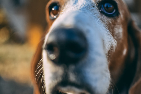 Basset Hound Playing Outside 