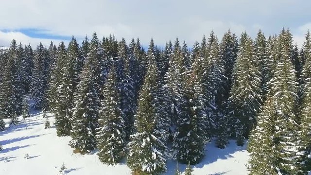 AERIAL: Snowy winter forest
