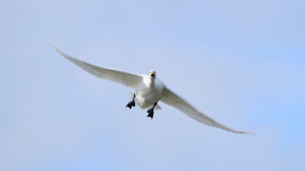 飛ぶ白鳥（16：9）　Swan flying	