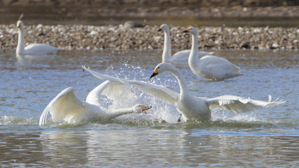 ケンカする白鳥（16：9）　Swan Fight	