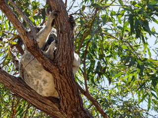 Koala with joy