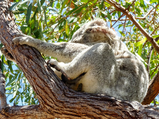 Koala with joy