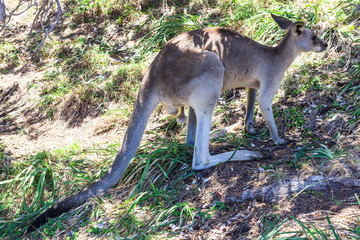 Eastern Grey Kangaroo at Amity Point Lookout Walk