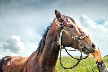Obraz premium Racehorse. The jockey's hand stroking the horse's face. Sky background, toned.