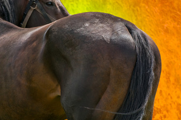 Croup of a racehorse.
A brown horse is a rear view from the left. Against a background of green...