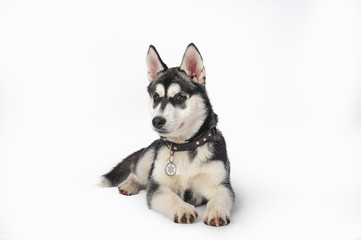Fototapeta premium Young Siberian Husky