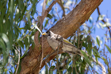 Indian Mynah in gum