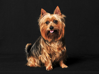 Australian Terrier