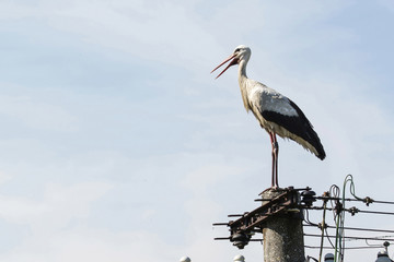 A stork standing on the top of a concrete column.