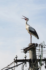 A stork standing on the tip of a concrete column and clinging to a beak.
