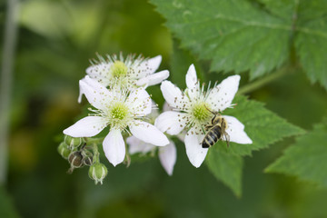 Flower of blackberries and pollinating bees.