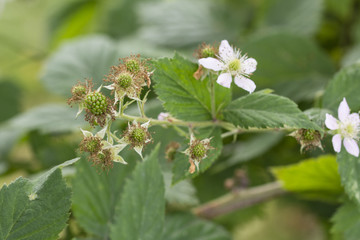 Flower of blackberries and immature fruits.