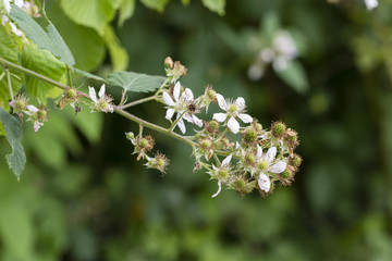 Flower of blackberries and immature fruits.