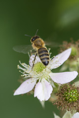 Flower of blackberries and hovering bee.