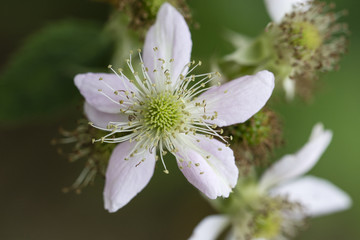 Flower of blackberries.