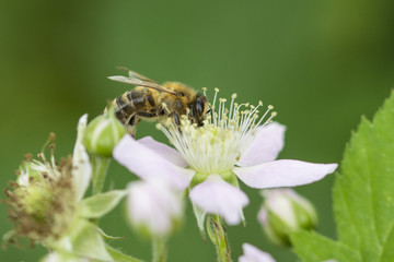 Flower of blackberries and pollinating bees.